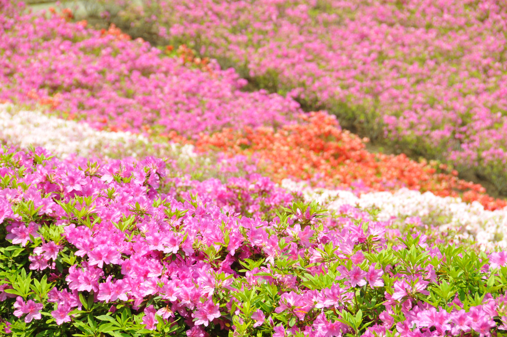 地元ガイドが行く！かながわの花のコラム